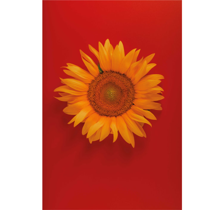 Stores fleurs Tournesol orange rouge - TenStickers