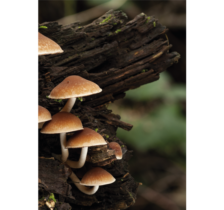 Store enrouleur fleurs et plantes champignons sur bois - TenStickers