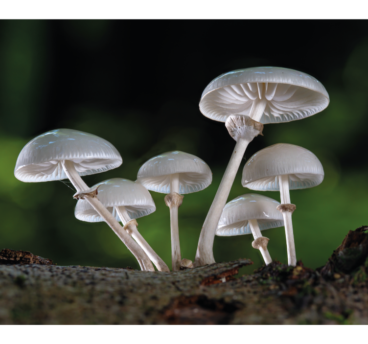 Store enrouleur fleurs et plantes grappe de champignons - TenStickers