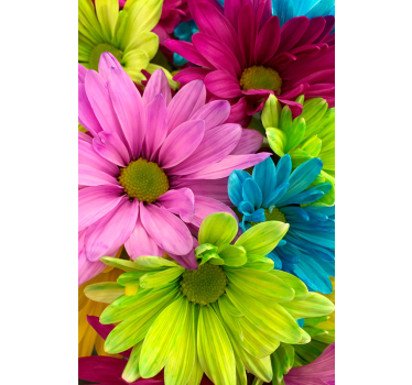 Store enrouleur salon fleurs colorées - TenStickers