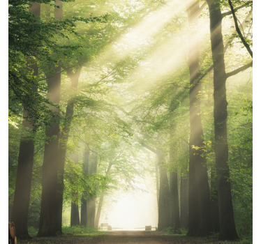 Store enrouleur salon forêt verte avec soleil - TenStickers