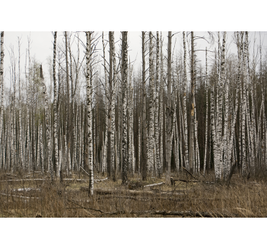 Store enrouleur salon forêt de bouleaux gris - TenStickers