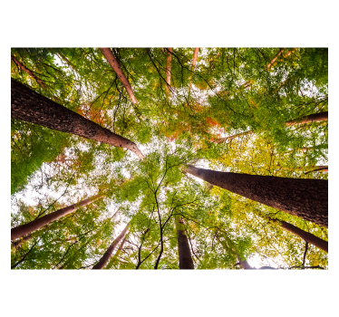 Store enrouleur salon grands arbres en forêt - TenStickers