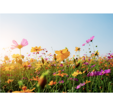 Store enrouleur salon mélange de fleurs variées - TenStickers