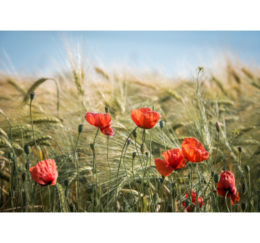 Store enrouleur salon coquelicots dans le blé d'été - TenStickers