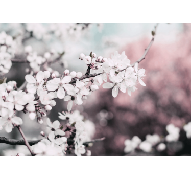 Store enrouleur salon style féminin fleurs cerisier blanc - TenStickers