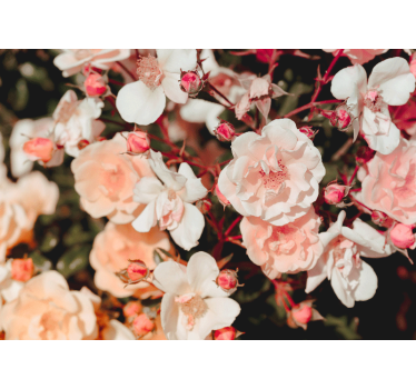 Store enrouleur salon motifs floraux - TenStickers