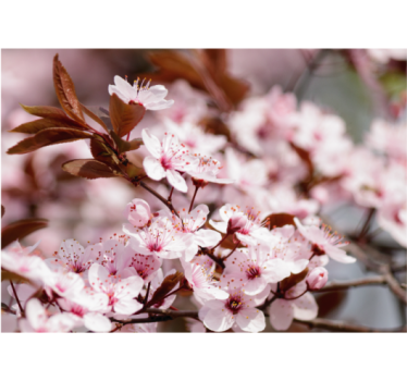 Store enrouleur salon fleurs de cerisier - TenStickers