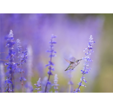 Store enrouleur salon fleurs avec oiseau - TenStickers