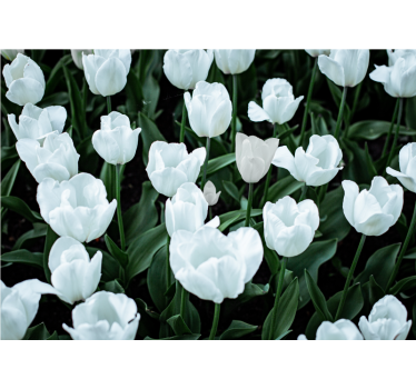 Store enrouleur salon tulipes blanches - TenStickers