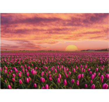 Store enrouleur salon lever de soleil et tulipes - TenStickers