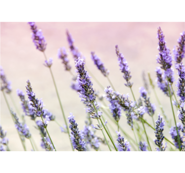 Store enrouleur salon bouquet de fleurs violettes - TenStickers