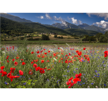 Store enrouleur salon champ de fleurs joli - TenStickers