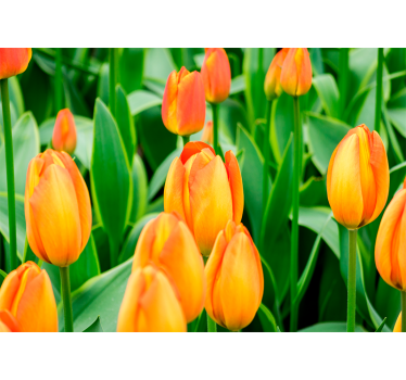 Store enrouleur salon fleurs de tulipes orange - TenStickers