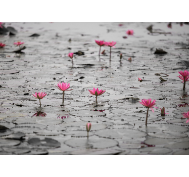 Store enrouleur salon fleurs de loto sur eau gris - TenStickers