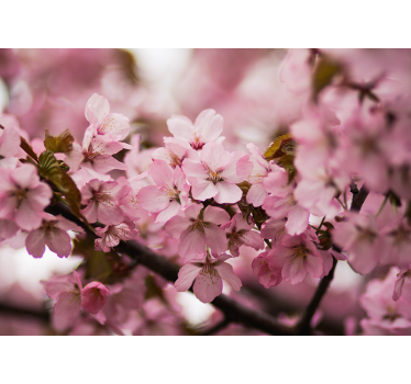 Store enrouleur salon fleurs de cerisier rose - TenStickers