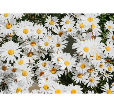 Store enrouleur salon prairie peinte de marguerites - TenStickers