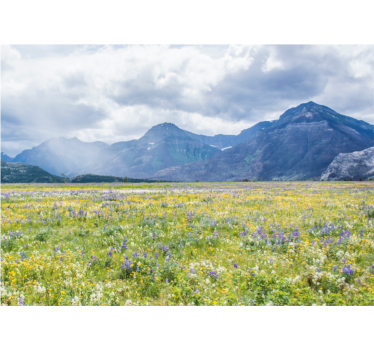 Store enrouleur salon champ de petites fleurs - TenStickers