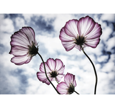 Store enrouleur salon design de fleurs cosmos violettes - TenStickers