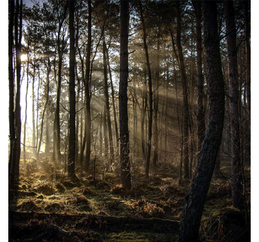 Store enrouleur salon lever de soleil en forêt - TenStickers