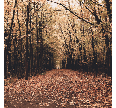 Store enrouleur salon forêt d'automne magnifique - TenStickers