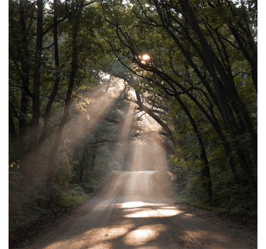 Store enrouleur salon chemin forestier naturel - TenStickers