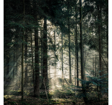 Store enrouleur salon forêt "nature" aux tons sombres - TenStickers