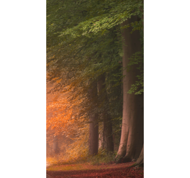Store enrouleur forêt fantastique profonde - TenStickers
