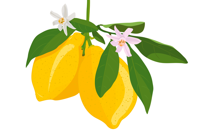 Set de table original illustration branche de citron - TenStickers
