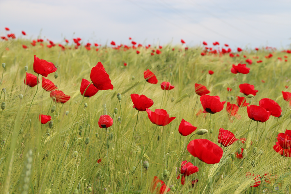 Set de table original champ de coquelicots - TenStickers