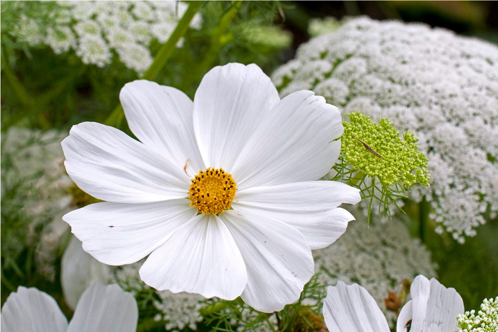 Set de table original fleurs blanches Élégantes - TenStickers