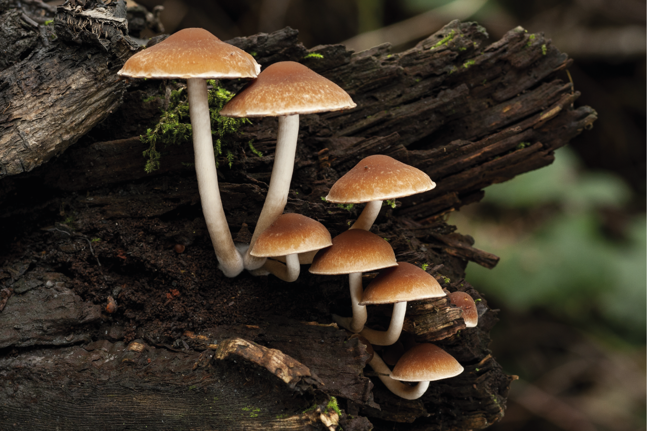 Set de table original portrait de champignons - TenStickers
