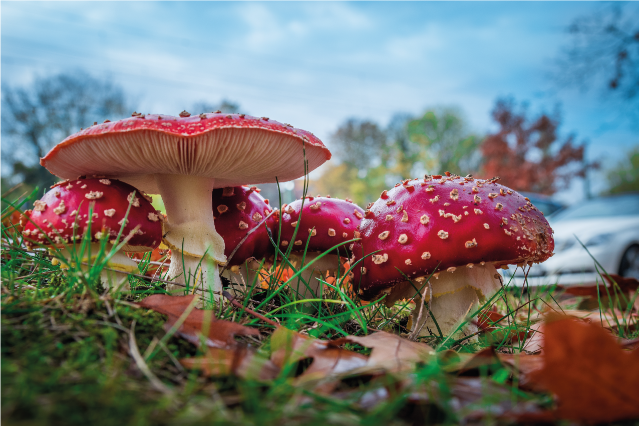 Set de table moderne scène culinaire aux champignons - TenStickers