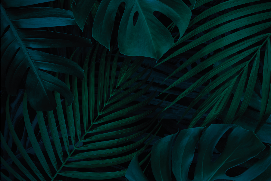 Set de table feuilles tropicales - TenStickers