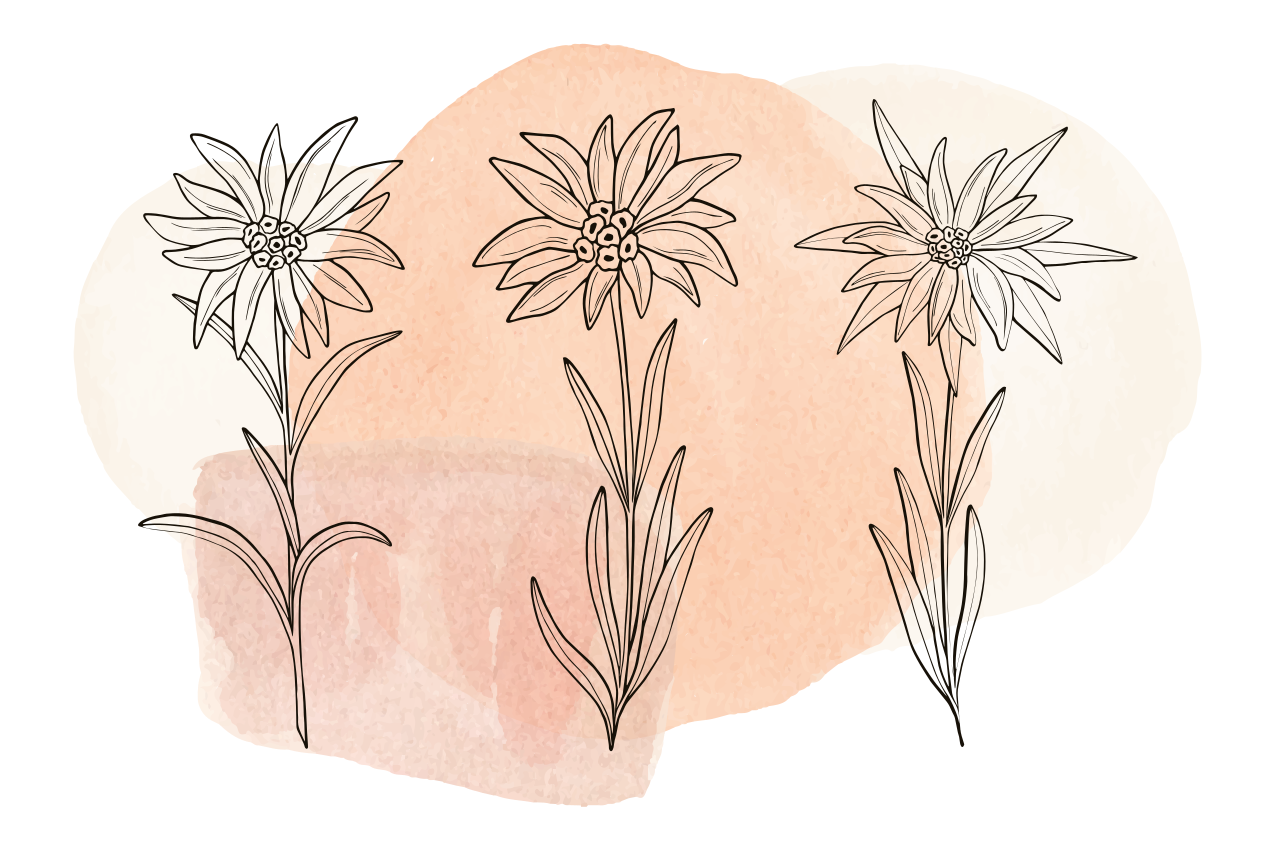 Set de table coloré Edelweiss Art - TenStickers