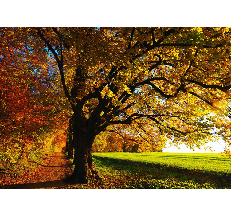 Belle murale d'arbre d'automne - TenStickers