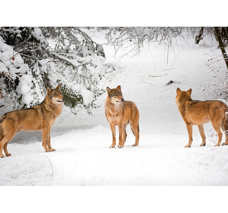 Photo murale loups dans les montagnes - TenStickers