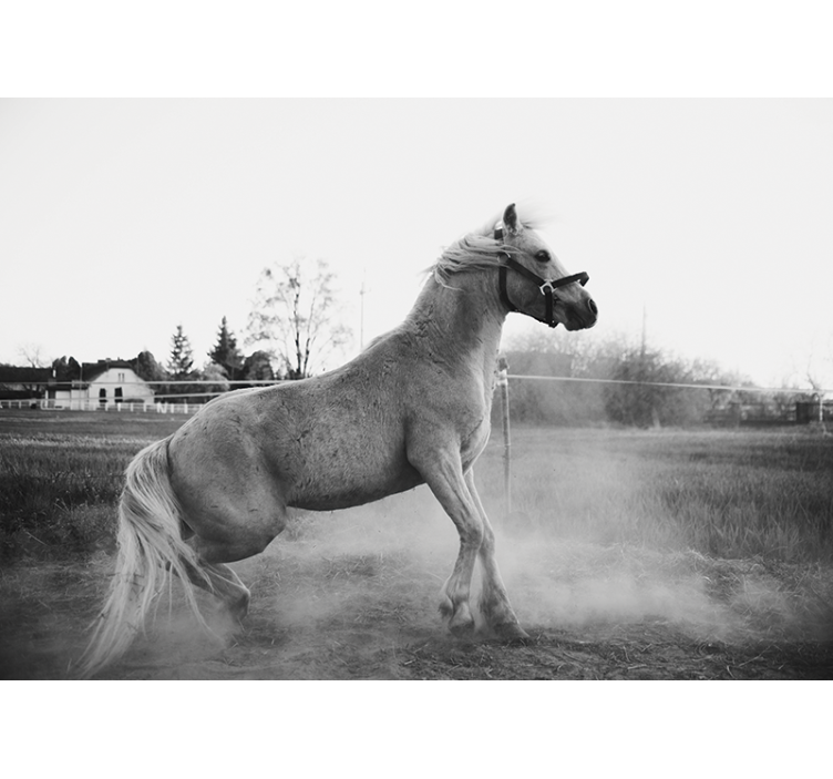 Tapisserie animaux poney au galop - TenStickers