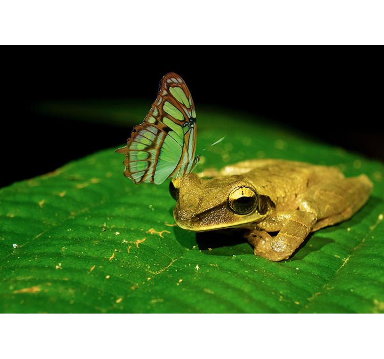 Tapisserie animaux grenouille et papillon - TenStickers