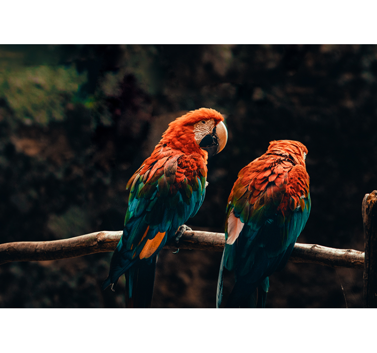 Tapisserie animaux perroquets colorés ensemble - TenStickers