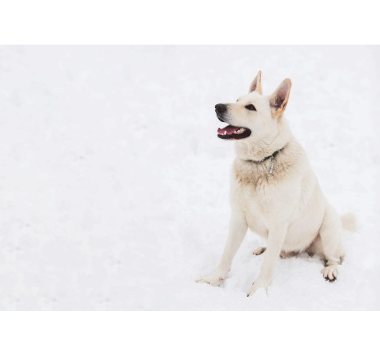 Tapisserie animaux chien blanc heureux - TenStickers