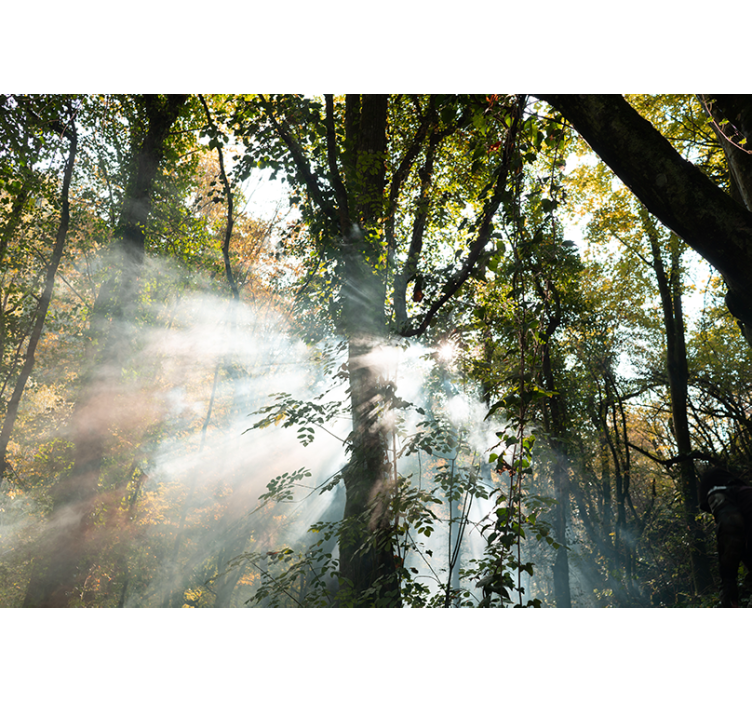 Papier peint forêt ambiance forêt sereine - TenStickers