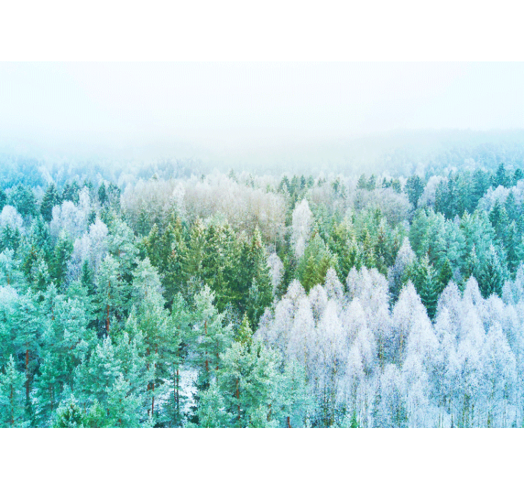 Tapisserie nature vue sur le paysage forestier - TenStickers