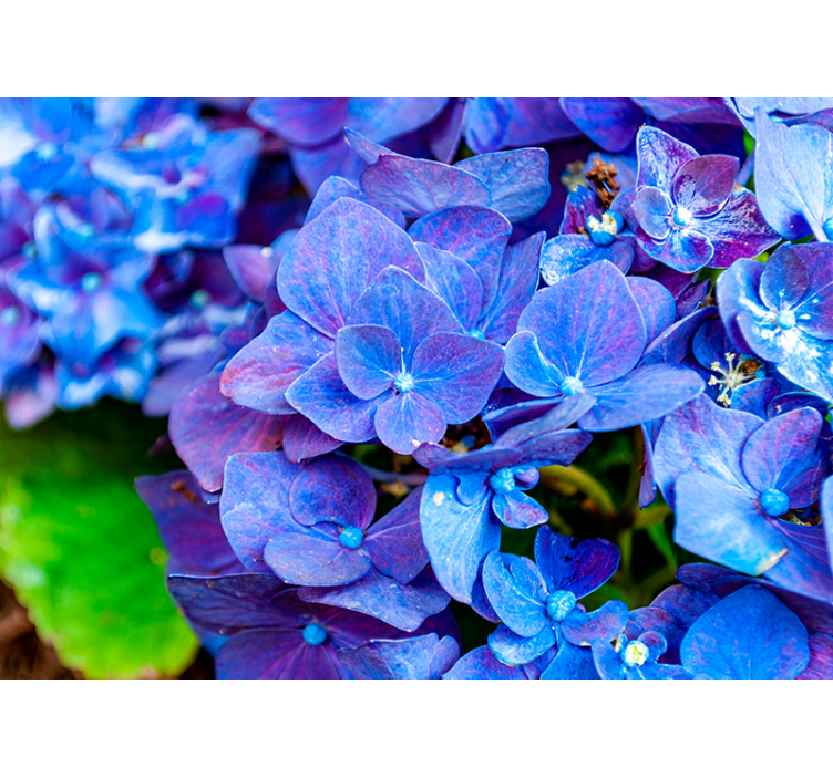 Tapisserie fleur fleurs d'hortensia vibrantes - TenStickers