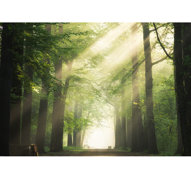 Papier peint forêt bois verdoyant éclatant - TenStickers