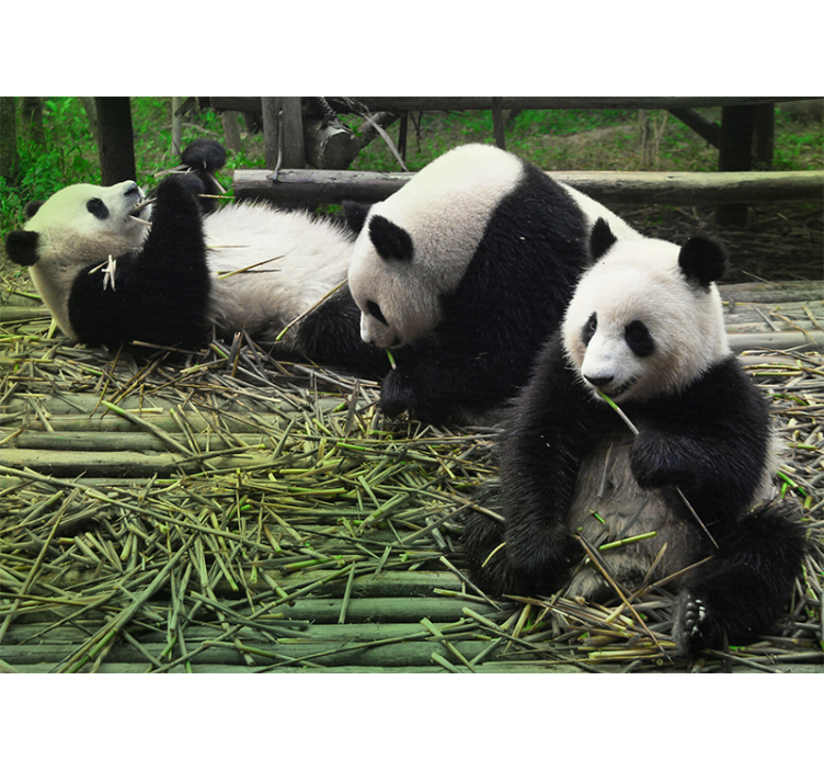 Tapisserie animaux famille de pandas ludiques - TenStickers