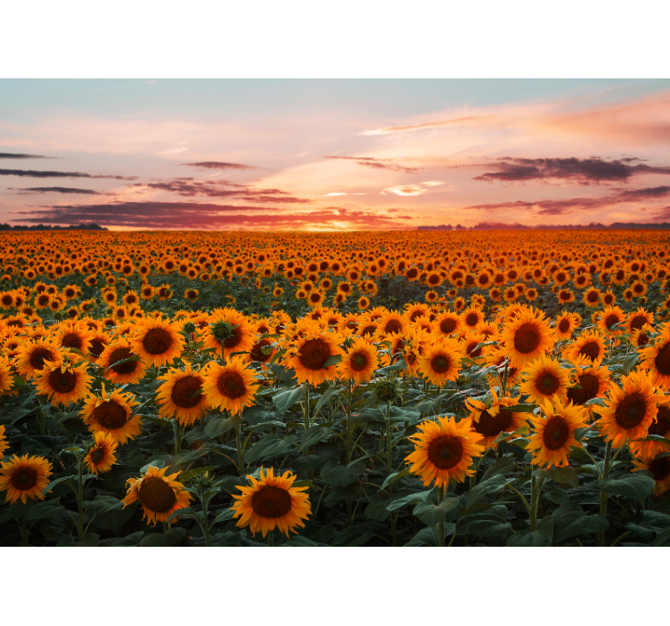 Tapisserie fleur prairie de tournesols au crépuscule - TenStickers