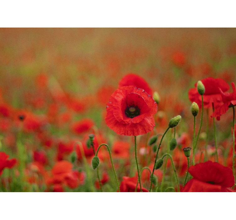 Tapisserie coquelicots fleurs de pavot vivantes - TenStickers