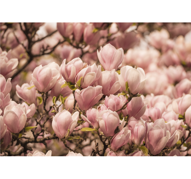 Tapisserie fleur magnolia en fleurs - TenStickers