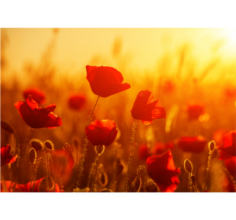 Tapisserie coquelicots lever de soleil sur champ - TenStickers